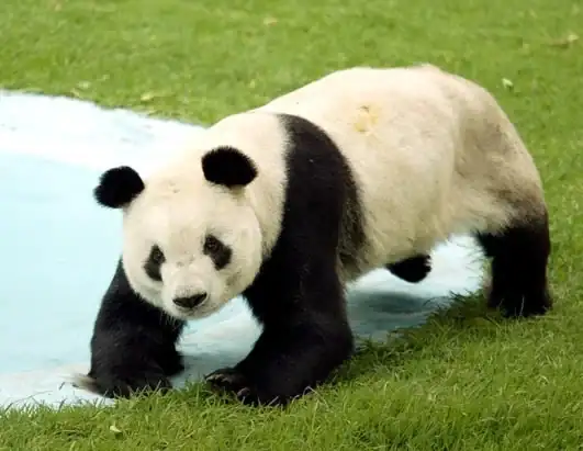 panda1.webp