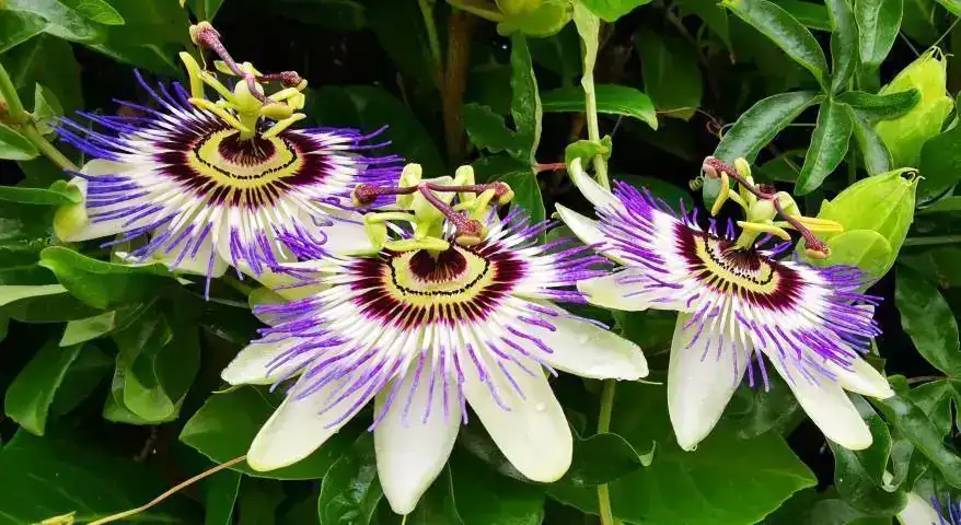 pasiflora.webp