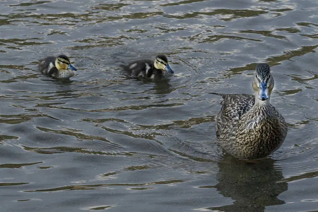 Patos.jpg