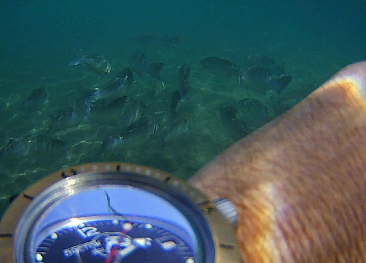 peces1.webp
