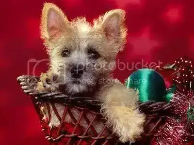 perrito-navideno.webp