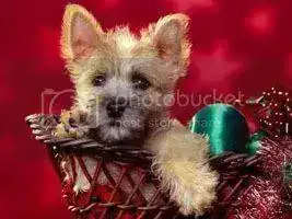 perrito-navideno1.webp