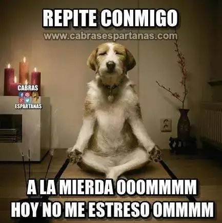 perro 2.webp