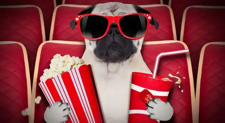 perro-cine-palomitas-dreamstime.webp