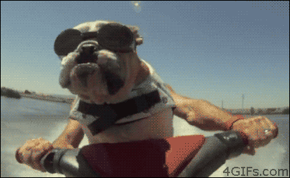 Perro+conduciendo+moto+de+agua+en+gif.gif
