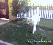 perro.gif