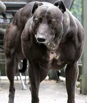 perro+musculoso.webp