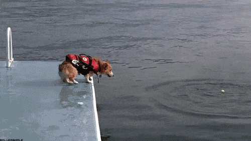 perro-salvavidas.gif