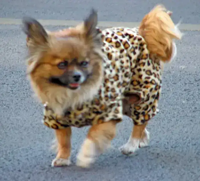perro-tigre.webp