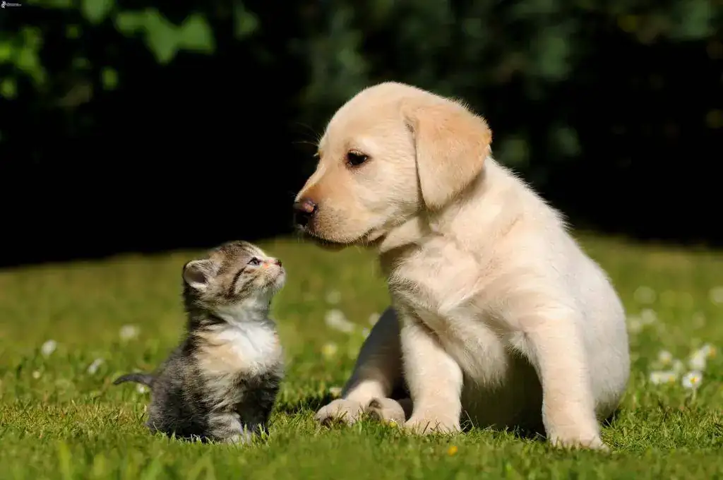 perro-y-gato,-labrador-cachorro,-gatito-241884.webp