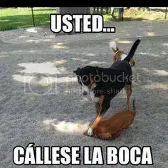 Perro_zpsae3e0c68.webp