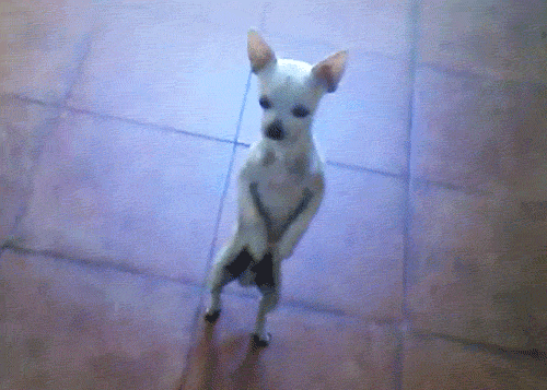 perros-perritos-animados22.gif
