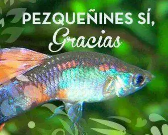 PEZQUE%C3%91INES-SI-GRACIAS.webp