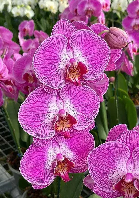 Phalaenopsis-560x800.webp