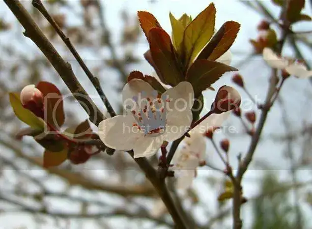 PicsArt_1439401504995_zpse9hduz9j.webp