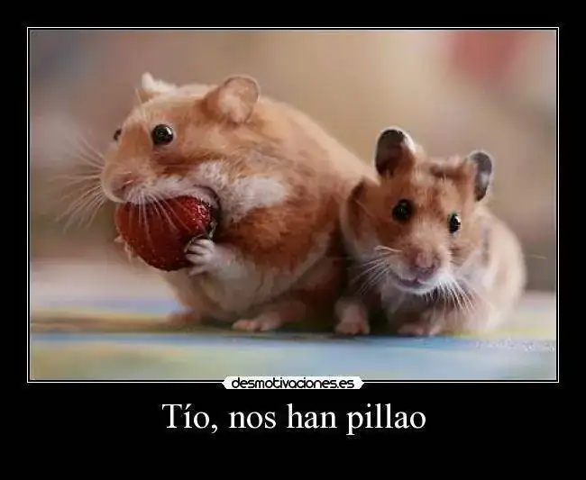 Pillao.webp