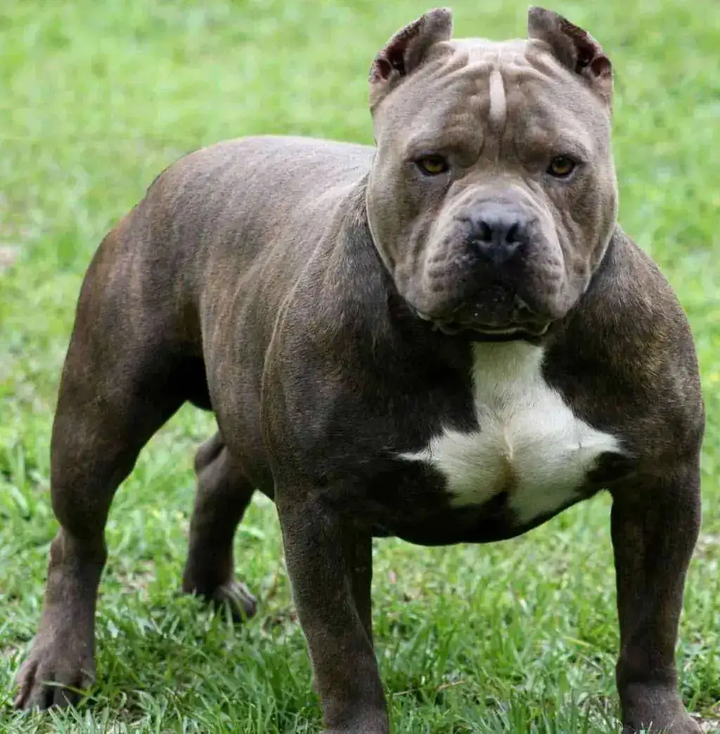 pitbullTerrierAmericano.jpg.webp