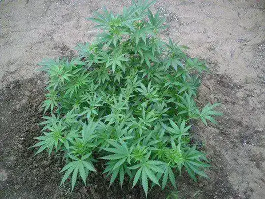 planta-de-marihuana-variedad-super-silver-haze.webp