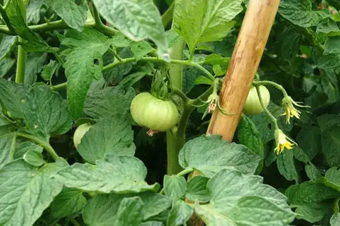 planta-de-tomate.webp