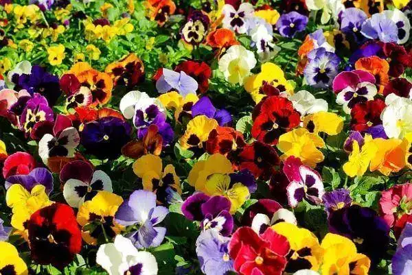 plantas_de_invierno_con_flores_para_exterior_1138_600.webp