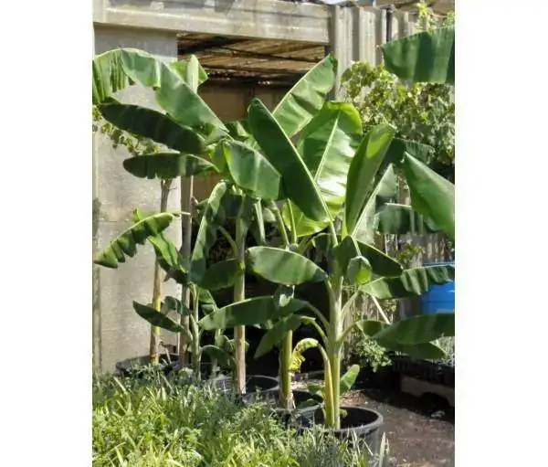 plataneromusa-paradisiaca.webp