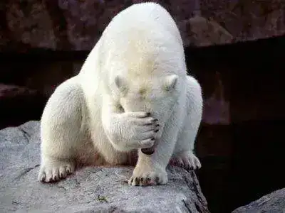 polar-bear-face-palm_thumbnail.webp