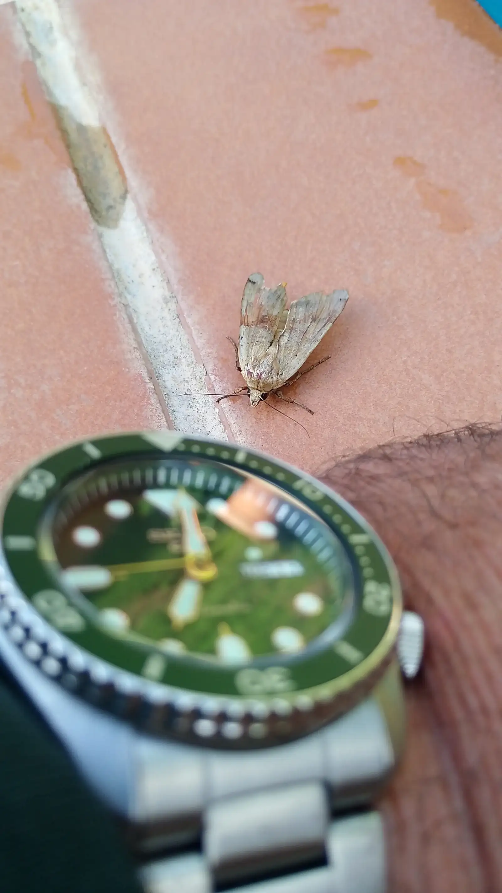 polilla.webp