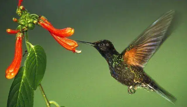Polinizacion.webp