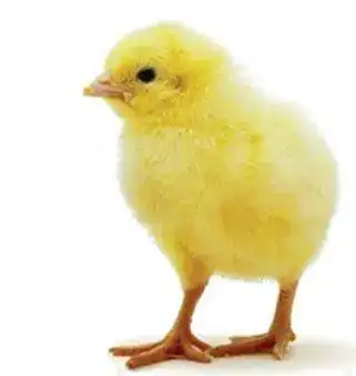 pollito.webp