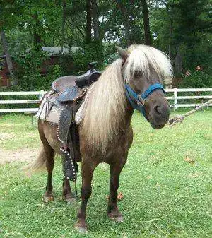 pony.webp