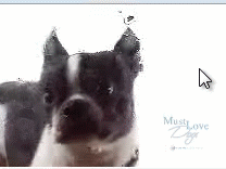 Protector-de-pantalla-perro-lamiendo-1.gif
