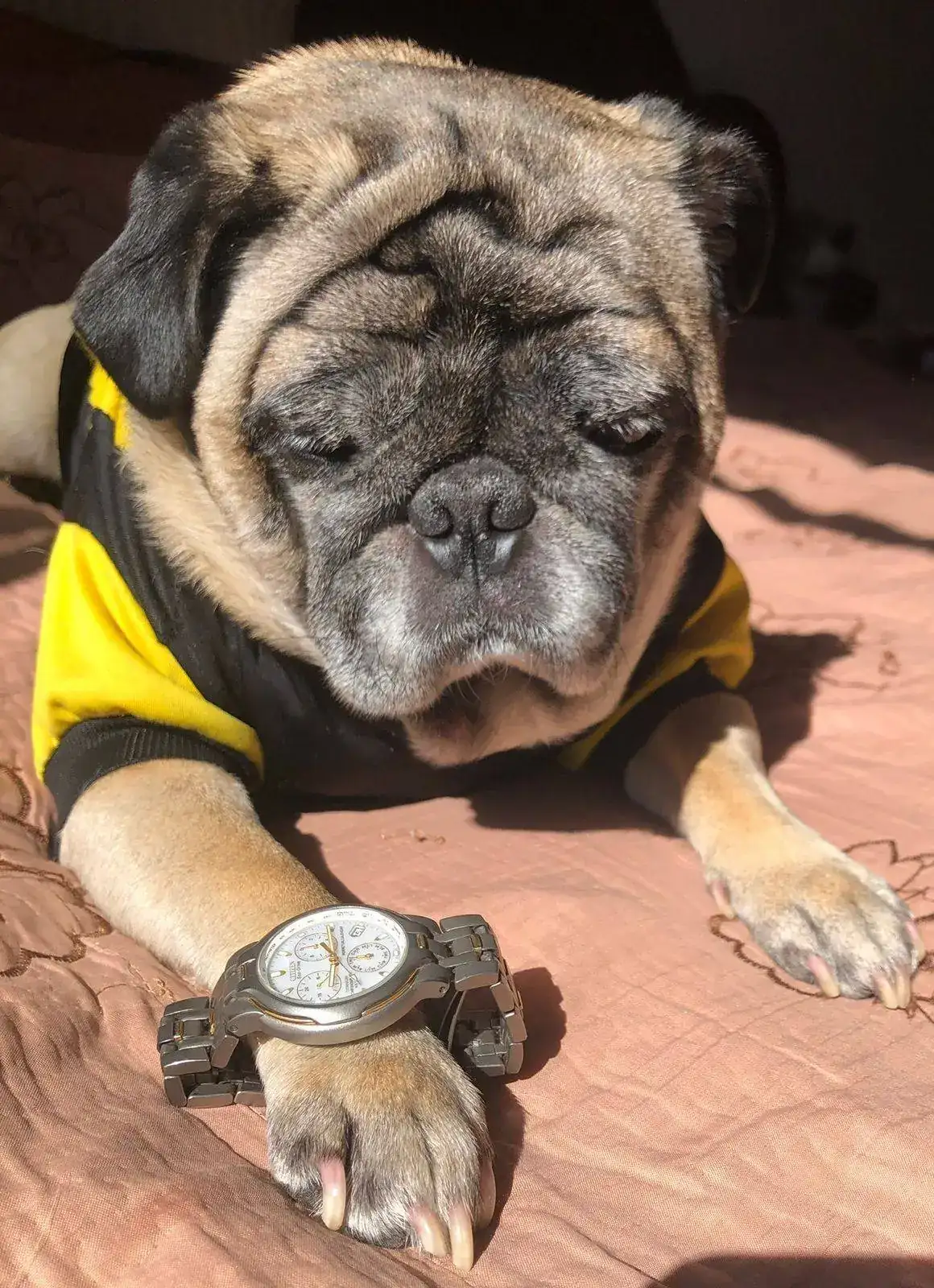 Pug.webp