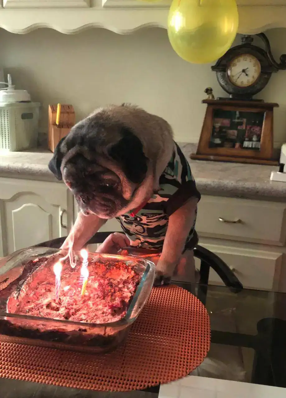 pug02.jpeg