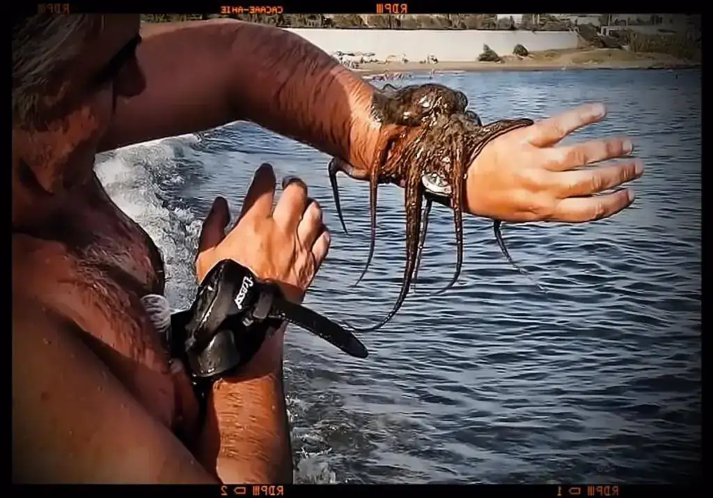 pulpo-2.webp