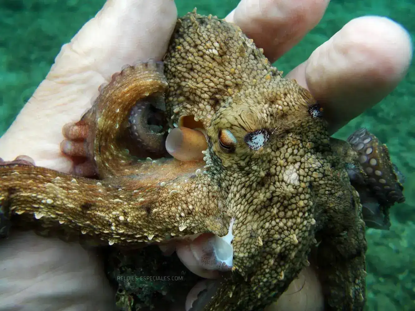 pulpo-6.jpg