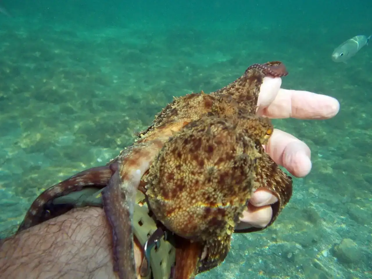Pulpo_Beach-01.webp
