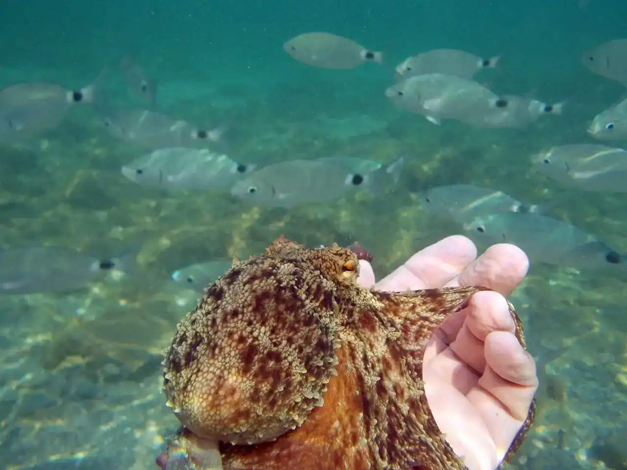 Pulpo_Beach-02.webp