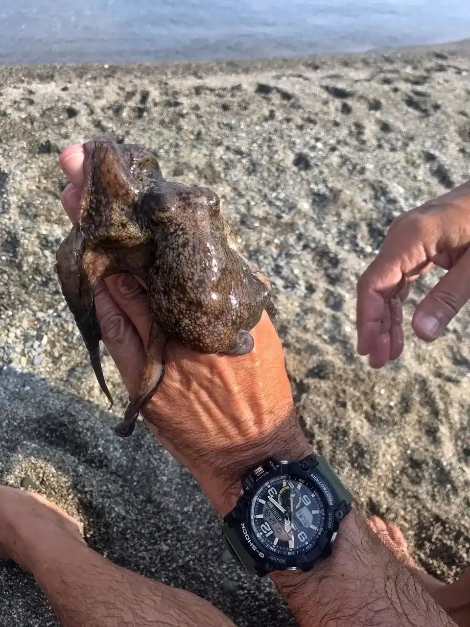 Pulpo_Beach-18.webp