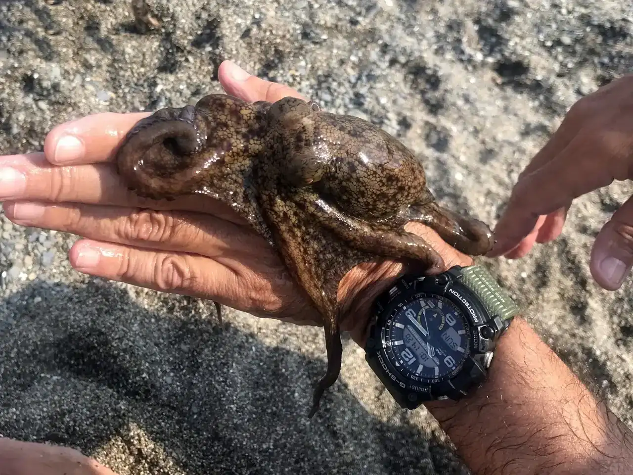Pulpo_Beach-19.webp