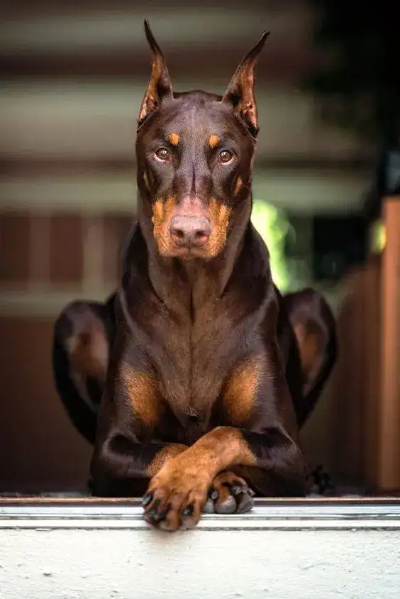 -que-se-diferencian-los-rottweiler-de-los-doberman.webp