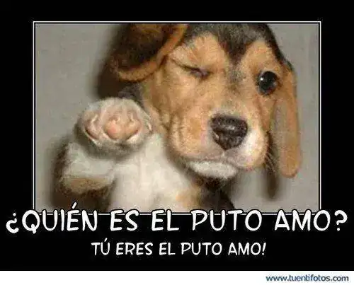 quien_es_el_puto_amo.webp