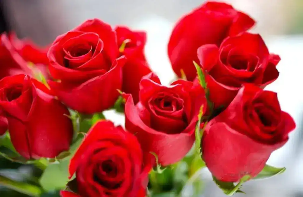 ramo-de-rosas-rojas.webp