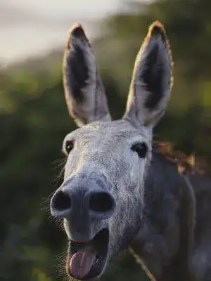 rebuzno.webp