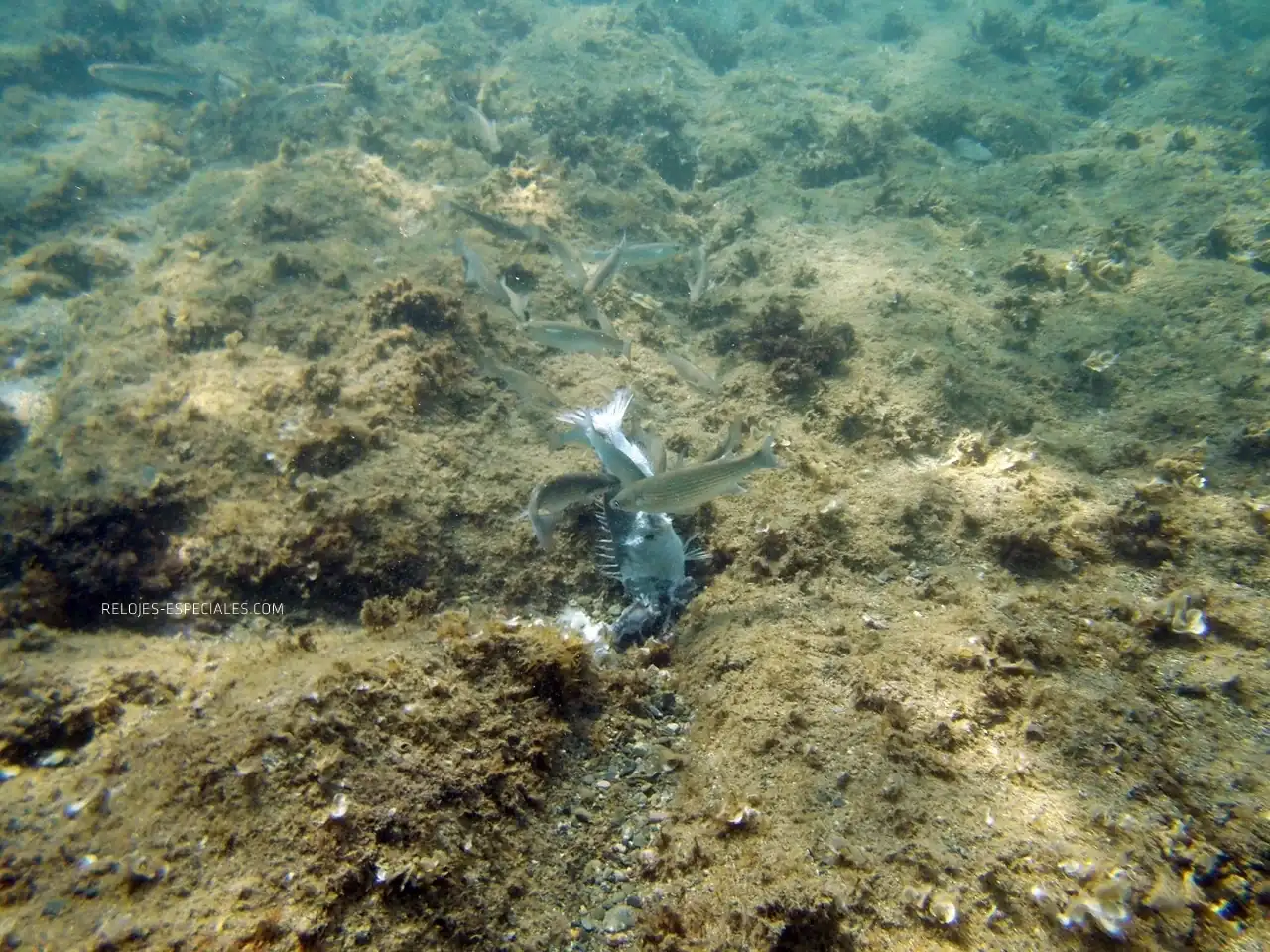 Reloj_diver11.webp