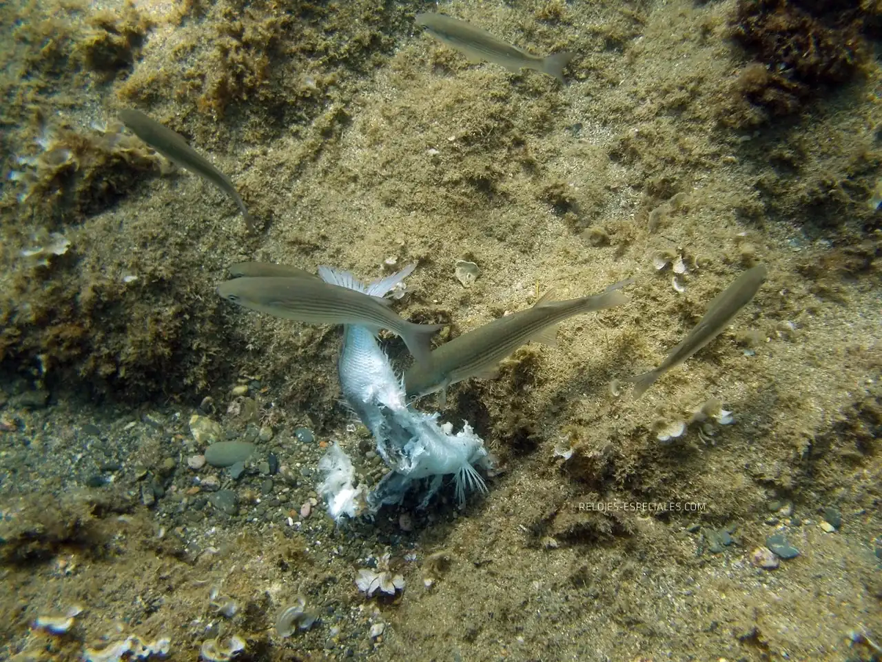 Reloj_diver12.webp