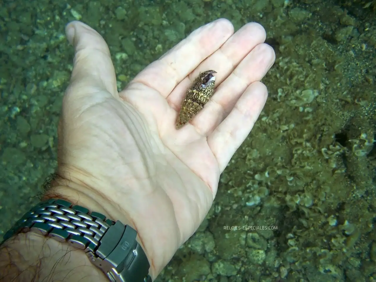 Reloj_diver14.webp
