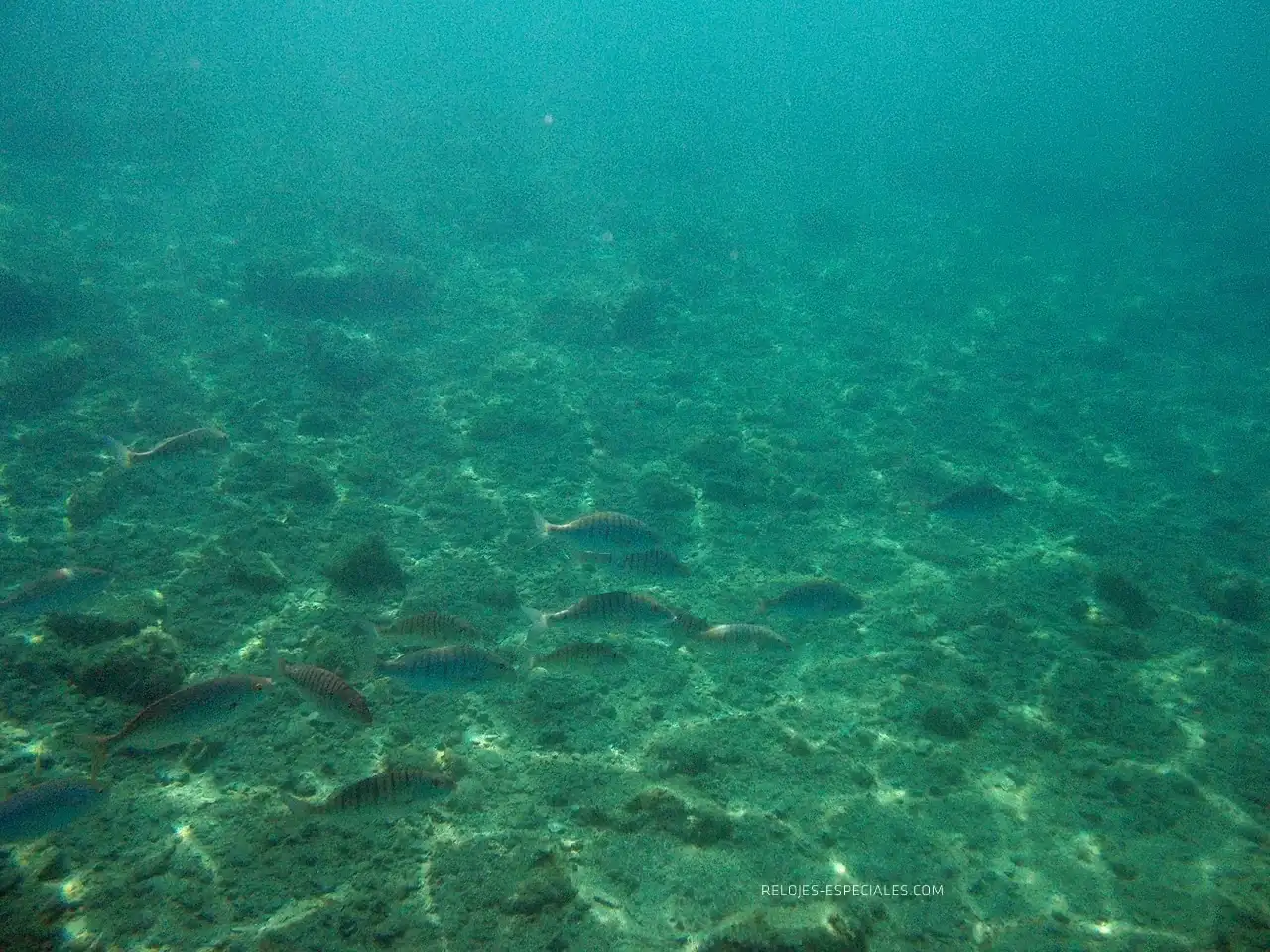 Reloj_diver19.webp