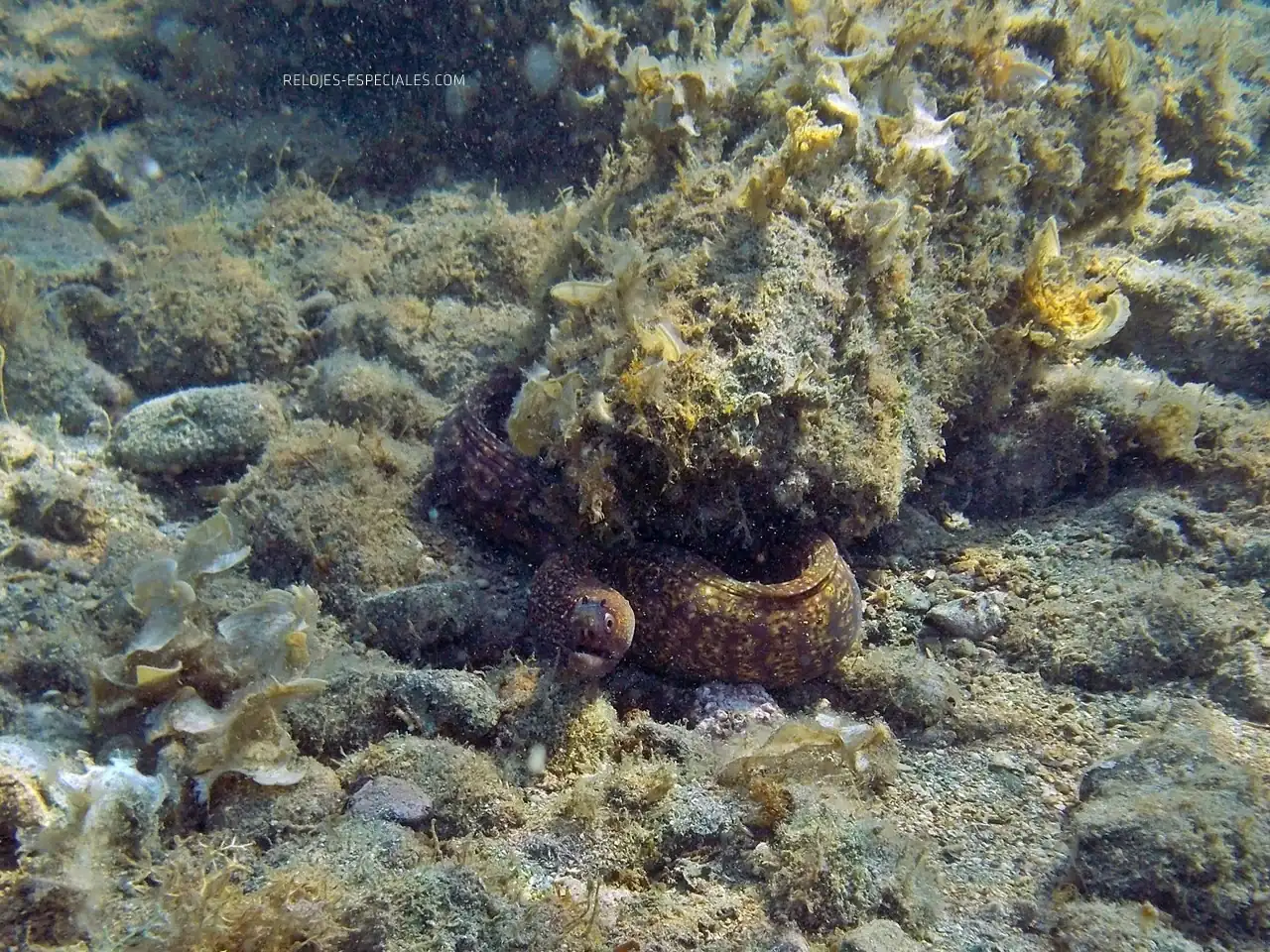 Reloj_diver26.webp