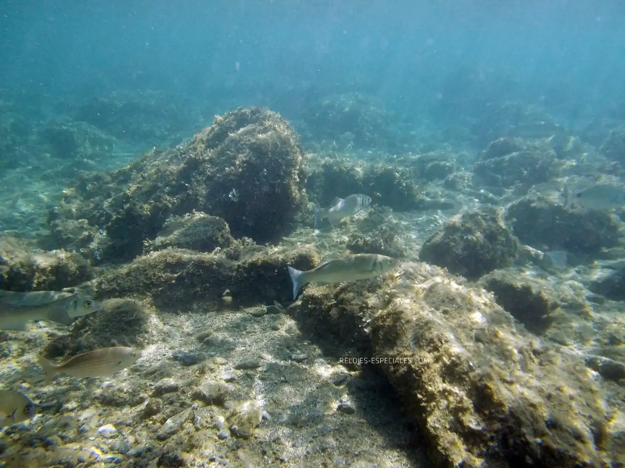 Reloj_diver28.webp