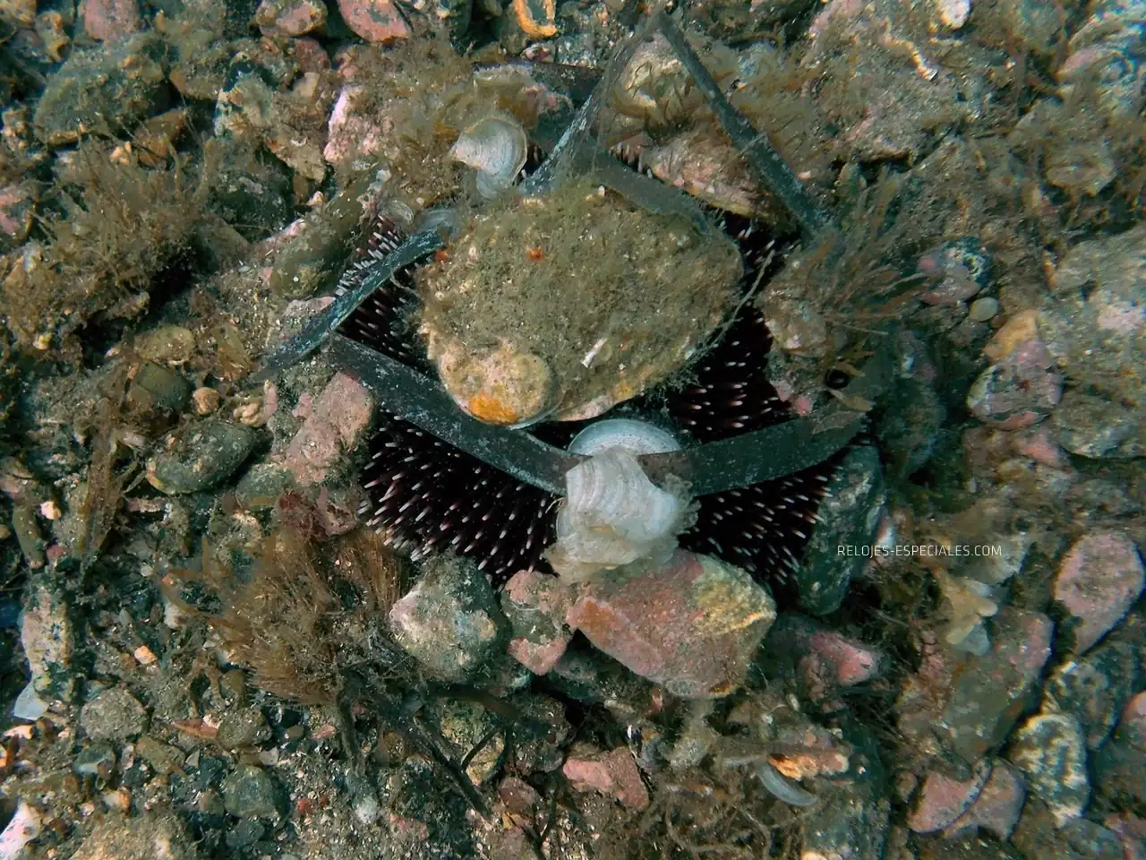 Reloj_diver3.webp